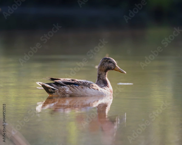 Fototapeta Mallard casually strolling in the pond.