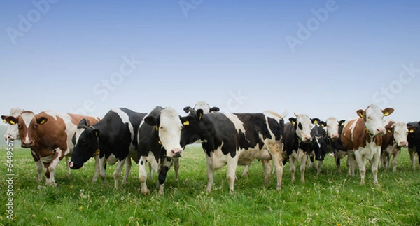 Obraz krowa na łące