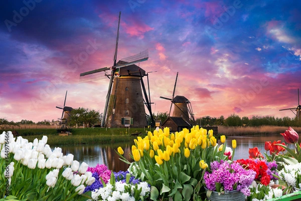 Fototapeta Windmill in Holland Michigan - An authentic wooden windmill from the Netherlands rises behind a field of tulips in Holland Michigan at Springtime. High quality photo