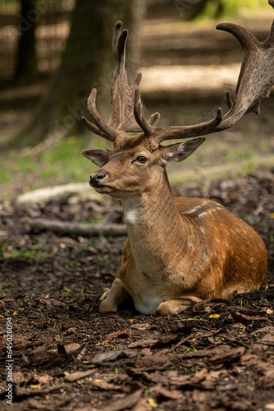 Fototapeta Damhirsch im Wald