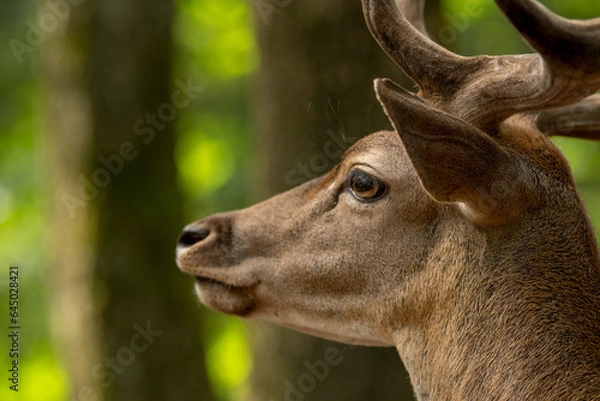 Fototapeta Damhirsch Kopf