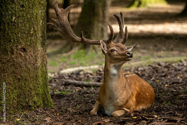 Fototapeta Damhirsch 