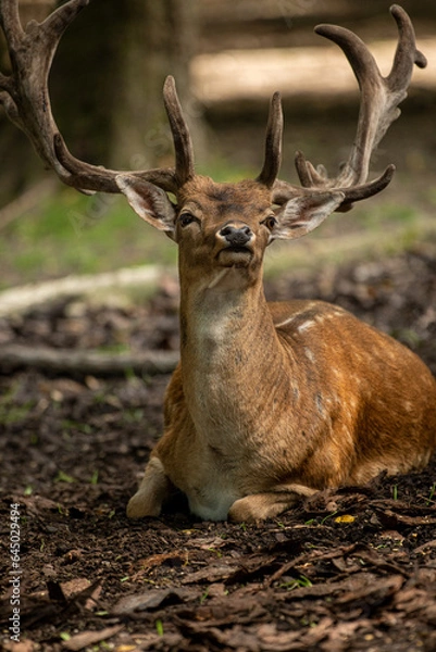 Fototapeta Damhirsch 
