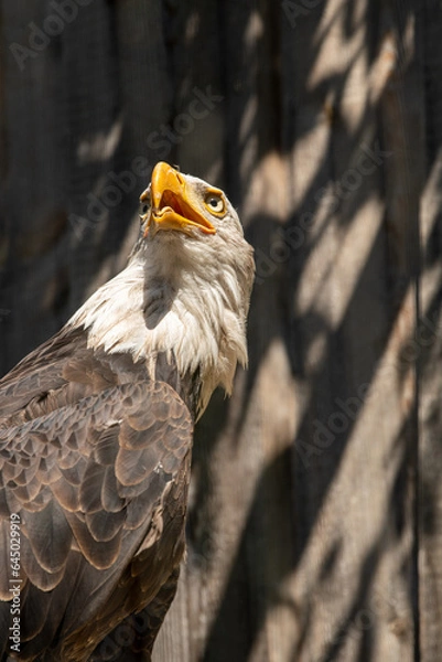 Fototapeta Weisskopfseeadler