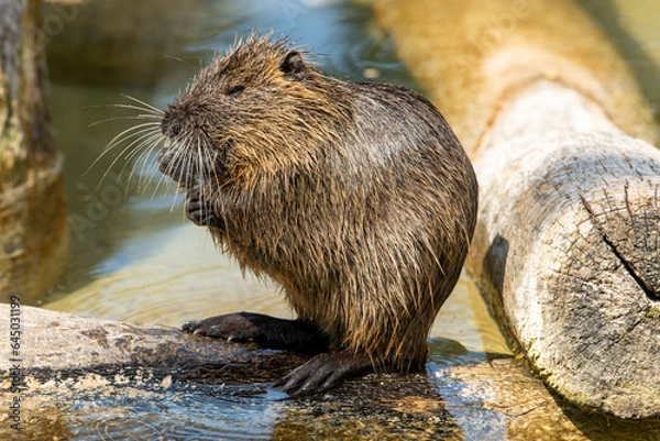 Fototapeta Biberratte
