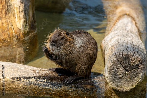 Fototapeta Biberratte