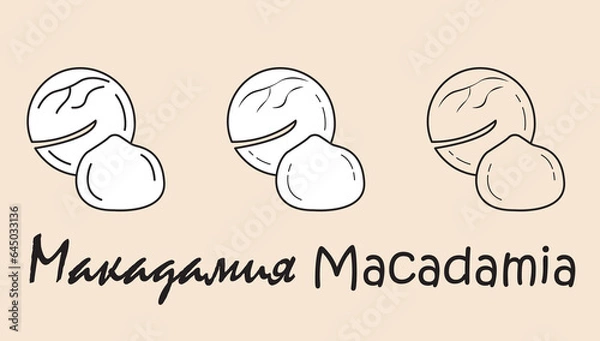 Fototapeta A set of objects depicting a macadamia with the inscription "macadamia" in Russian and English. Simple vector illustration, eps