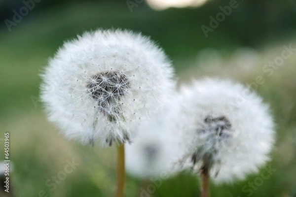 Obraz dandelion macro