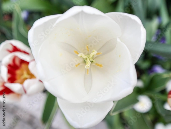 Obraz white tulp