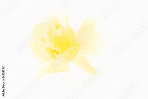 Obraz Gelbe Ranunkel 2