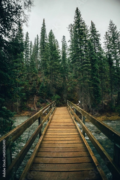 Fototapeta wooden bridge in the forest