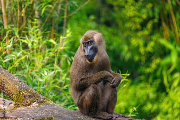 Obraz Full body of female  drill sitting on the tree trunk