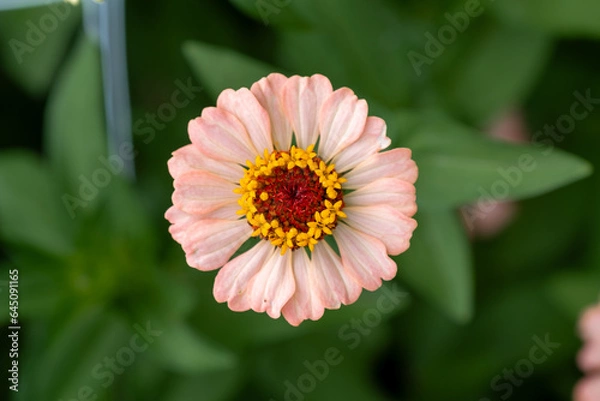 Obraz Zinnia