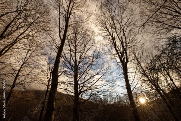 Obraz Monte Cucco forest at sunset with low sun filtering through tree