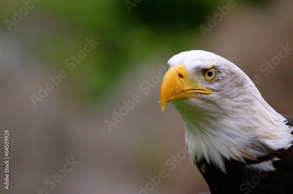 Fototapeta Bald eagle