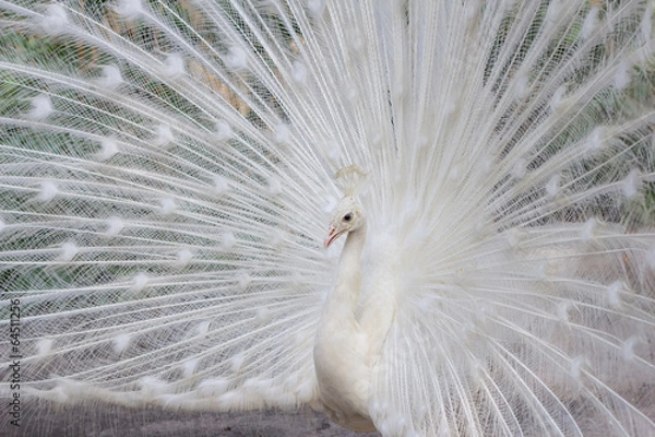 Obraz White peacock with feathers side view