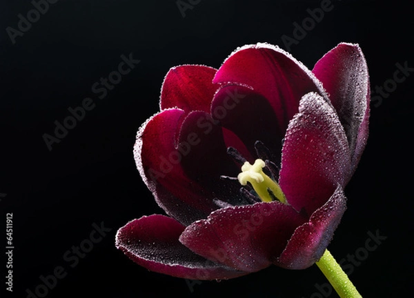 Obraz Wet purple-black tulip.