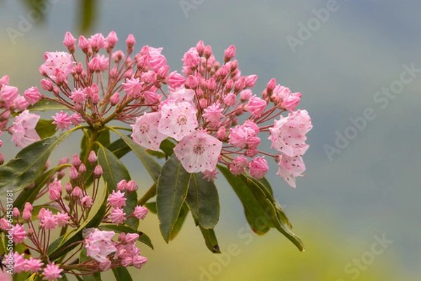 Obraz closeup view of pinkish colored mountain laurel just starting to bloom with a bokeh blurred background.