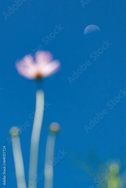 Obraz 코스모스의 희망이 되는 하얀 반달