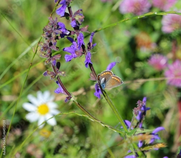 Obraz farfalla e fiorellini
