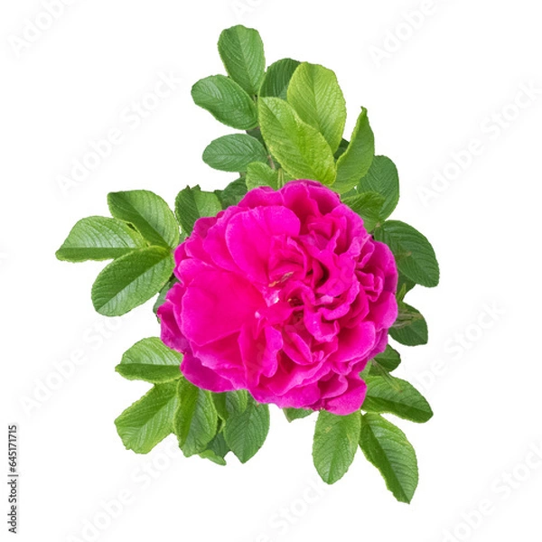 Obraz Isolated flower and leaves on white background