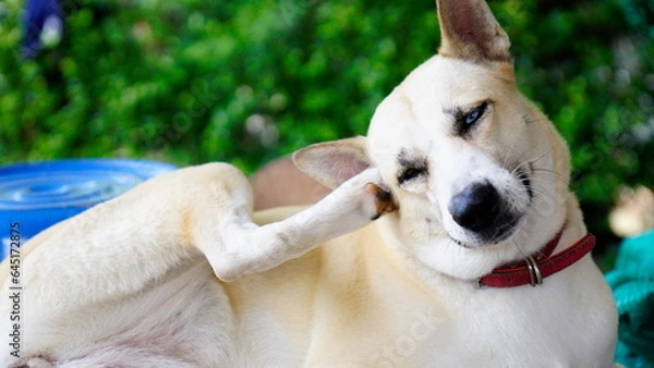 Fototapeta Dogs lick, gnaw, sheep, scratch due to itching. from fungi, bacteria, yeast, along the crotch area of the toes Sometimes they even put it in their mouth. may cause various pathogens ingest