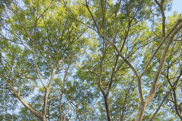 Obraz Landscape the big tree with nature background