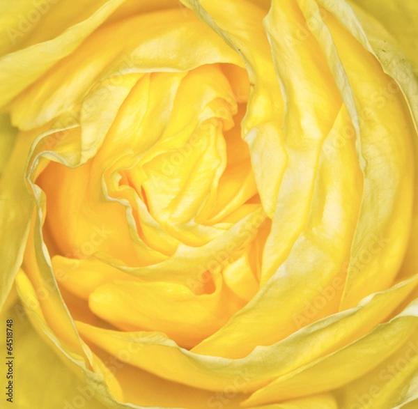 Obraz Petali di rosa