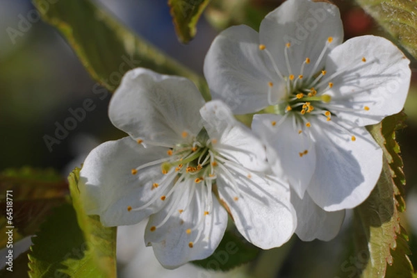 Fototapeta Apple tree flowers