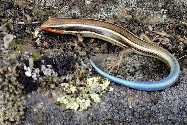 Obraz Western Skink