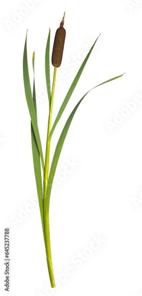 Fototapeta Reeds and cattail dry plant curved isolated white background