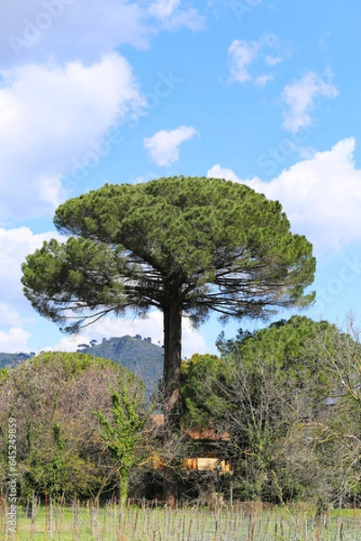Fototapeta tree on the hill
