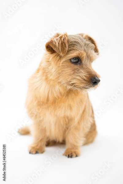 Obraz ノーフォークテリア