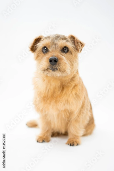 Obraz ノーフォークテリア