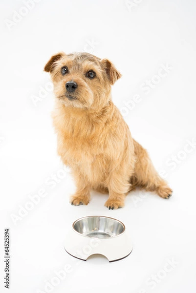 Fototapeta 食事を待つノーフォークテリア