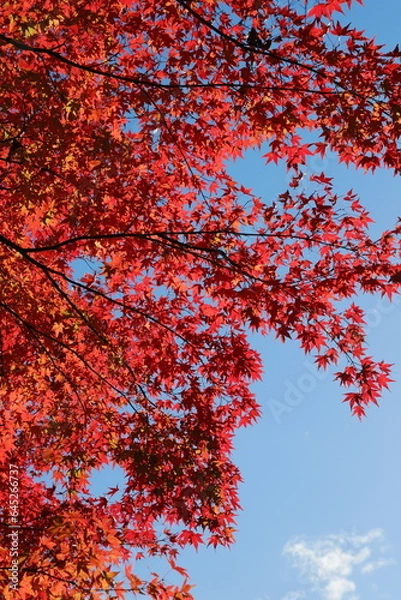 Fototapeta 青空を背景に撮影した真っ赤なカエデ