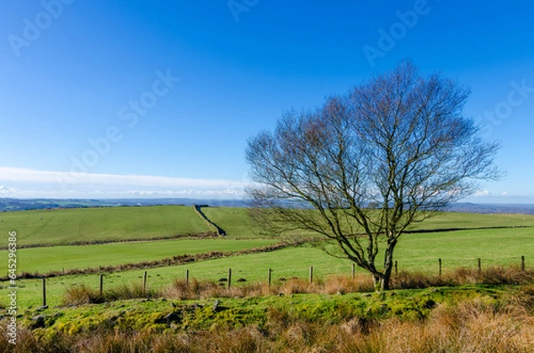 Fototapeta Isolated bare tree with farm fields Anglezarke West Pennine Moors Lancashire
