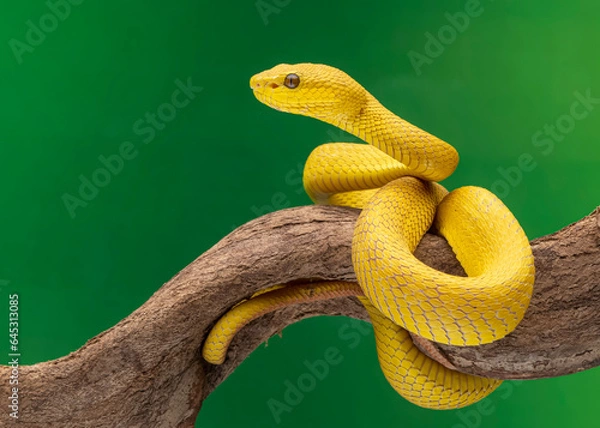 Fototapeta snake on a tree
