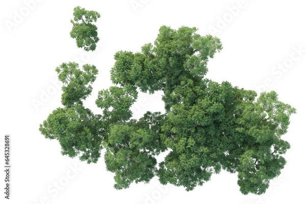 Fototapeta Realistic forest isolated on transparent background. 3d rendering - illustration