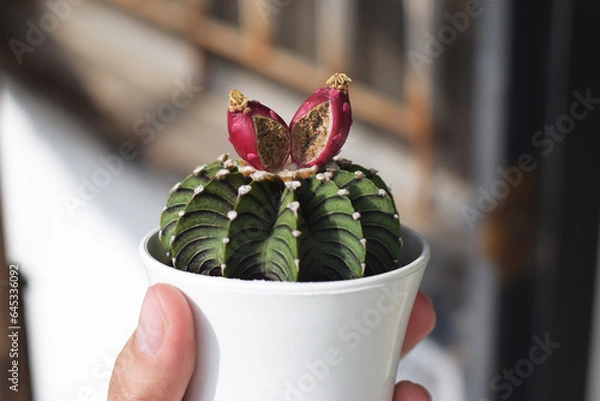 Obraz Soft focus Gymnocalycium mihanovichii LB2178 in small pot