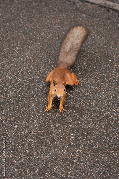 Obraz orange squirrel on the asphalt