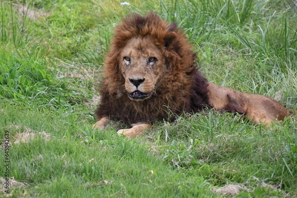 Fototapeta ライオン