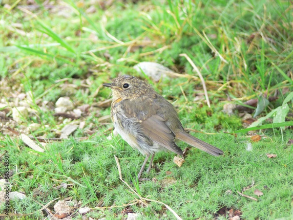 Fototapeta Erithacus rubecula