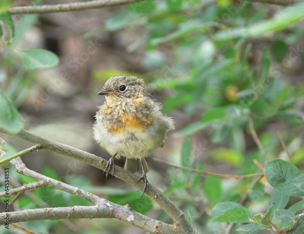 Fototapeta Erithacus rubecula