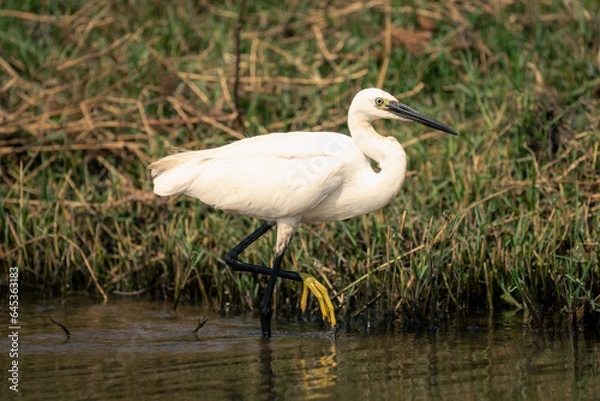 Obraz Little egret stands in shallows lifting foot