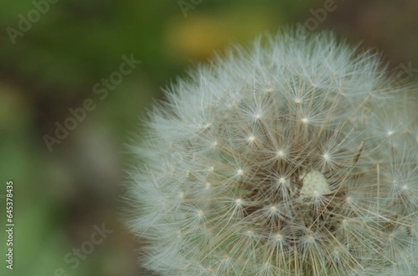 Obraz タンポポの綿毛