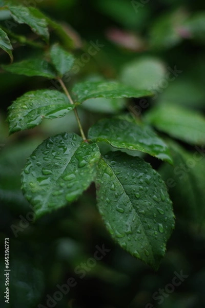 Obraz 雨に濡れた葉