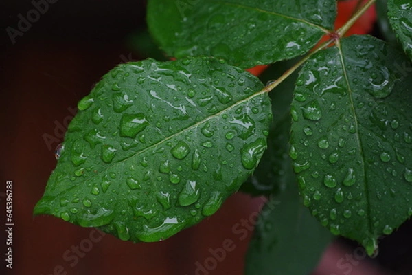 Obraz 雨に濡れた葉