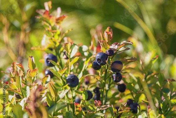 Fototapeta wonderful colors in autumn - bilberries with red leaves at a sunny september day on the mountains