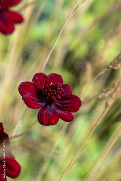 Obraz Vertical Chocolate Cosmos